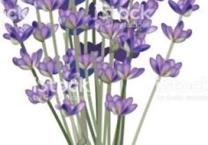 300x210 drawings of lavender flowers lavender botanicals drawings lavender - Lavender Flower Drawing