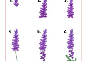 300x210 Flower Drawing Tutorial Easy How To Draw A Rose Flower - Lavender Flower Drawing