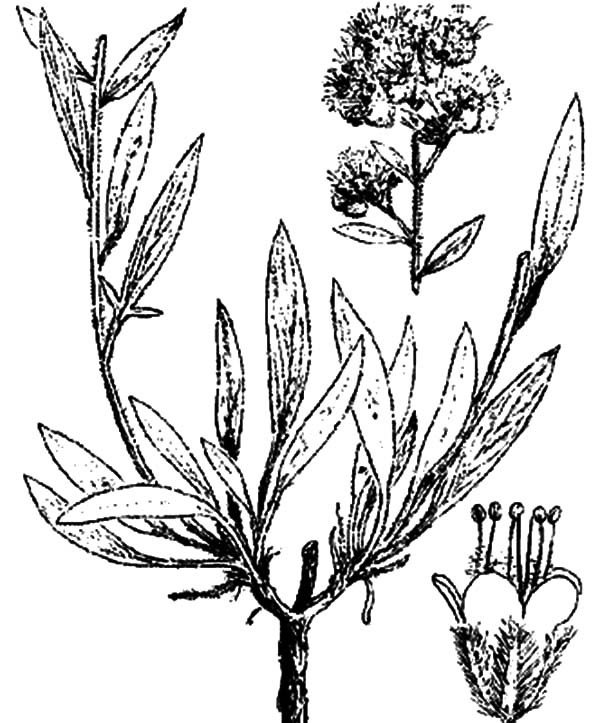 600x723 How To Draw Lavender Flower Coloring Pages - Lavender Flower Drawing