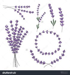 235x251 how to draw lavender in easy steps the illustrai drawings - Lavender Flower Drawing