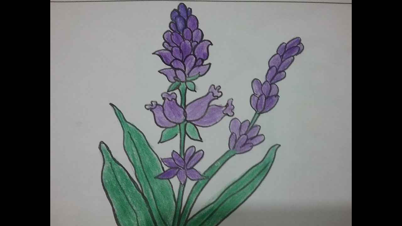 1280x720 How To Draw Lavender Flower Easily,colour Pencil Drawing - Lavender Flower Drawing