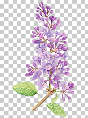 310x414 lavender drawing, lavender, purple petaled flowers bouquet - Lavender Flower Drawing