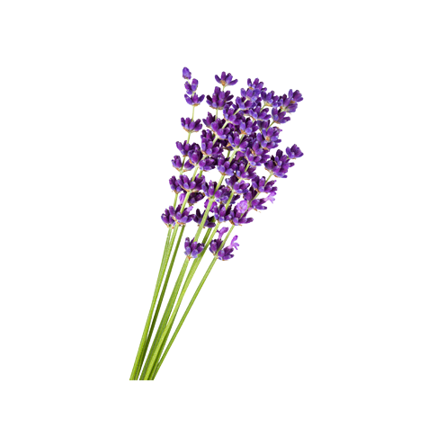 476x476 Lavender Drawing Transparent Png Clipart Free Download - Lavender Flower Drawing