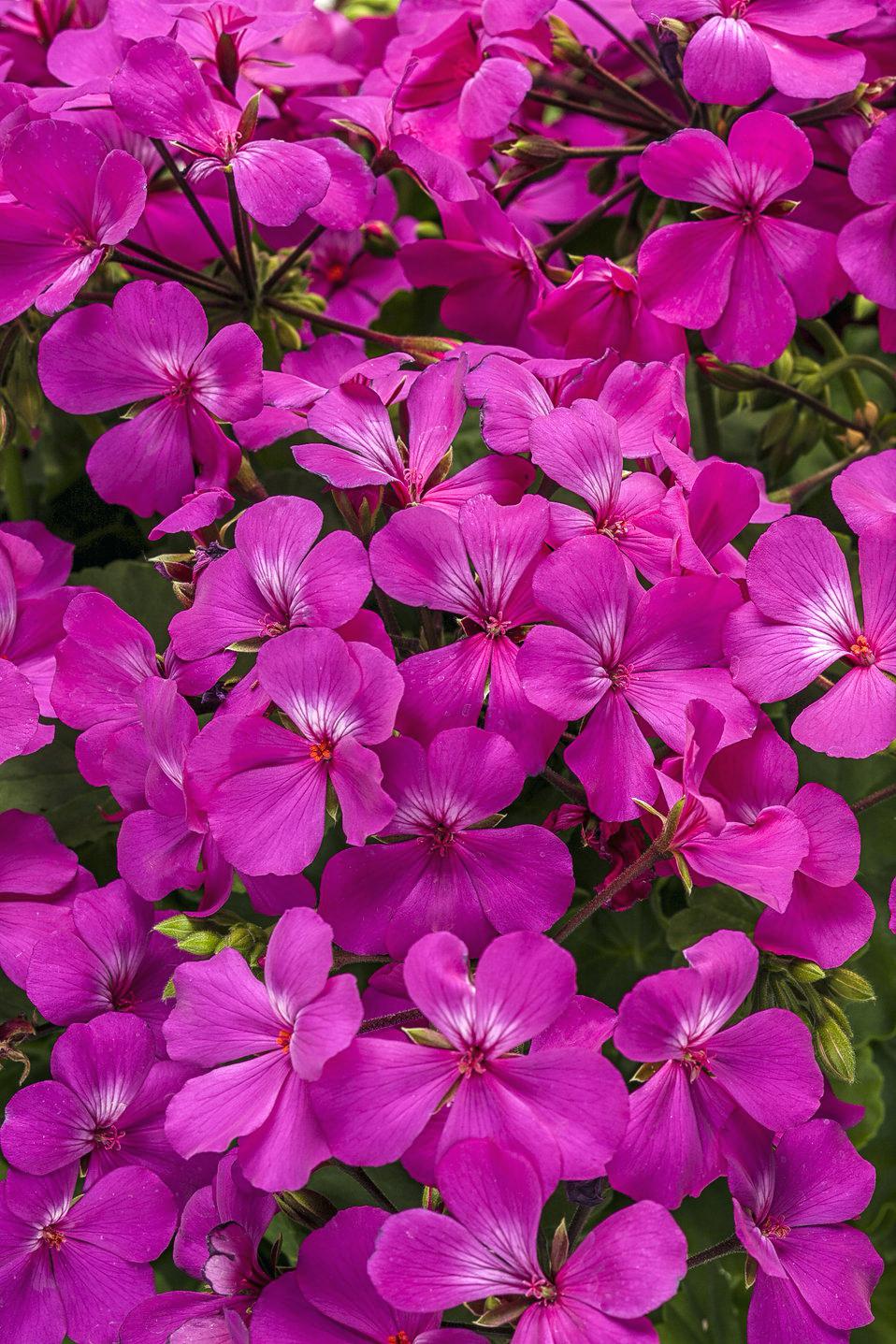 958x1437 Lavender Flower Drawing Meaning In Bengali Powder Benefits - Lavender Flower Drawing