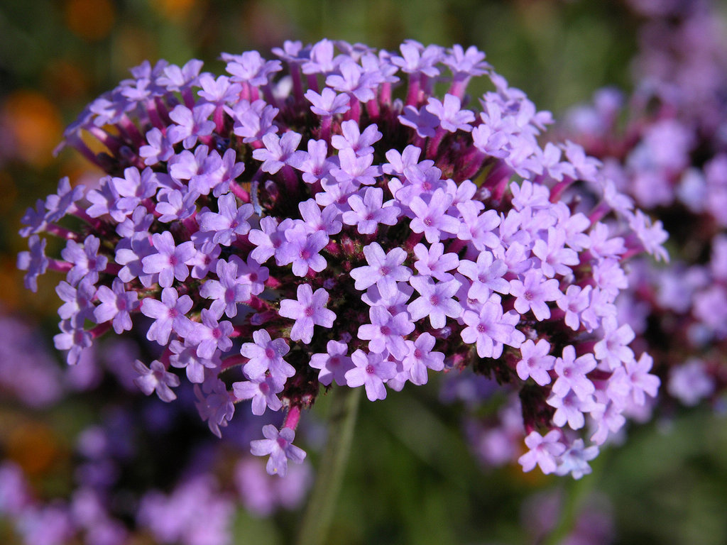 1024x768 Lavender Flowers Drawing Hd Wallpaper, Background Images - Lavender Flower Drawing