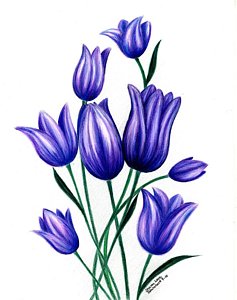 237x300 Lavender Flowers Drawings Fine Art America - Lavender Flower Drawing