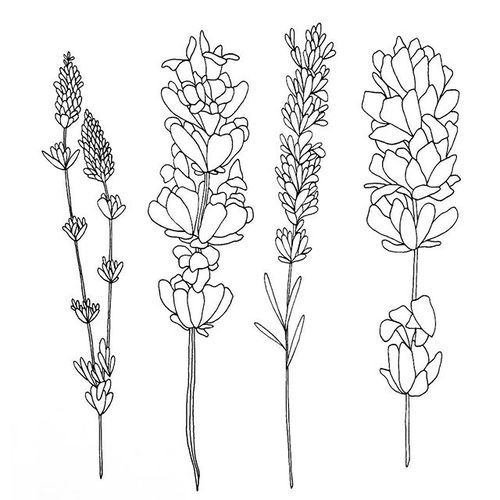 Lavender Flower Drawing at PaintingValley.com | Explore collection of