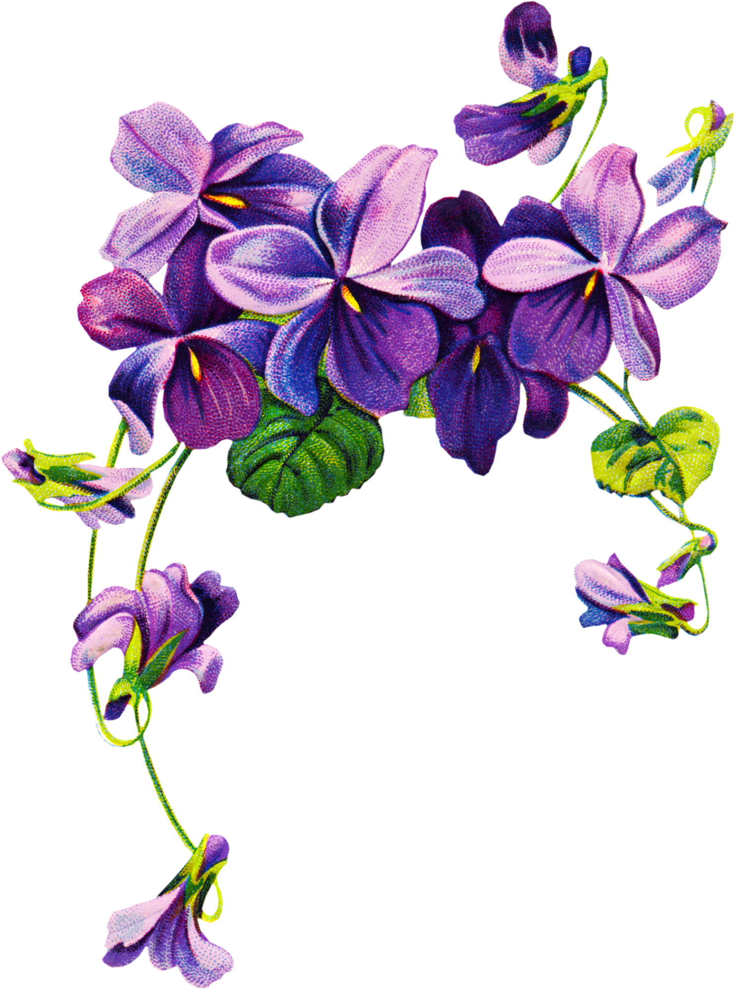 1487x2000 Lavender Flower Drawing Pictures And Cliparts, Download Free - Lavender Flower Drawing