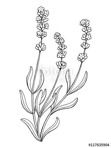 375x500 Lavender Flower Graphic Art Black White Isolated Illustration - Lavender Flower Drawing