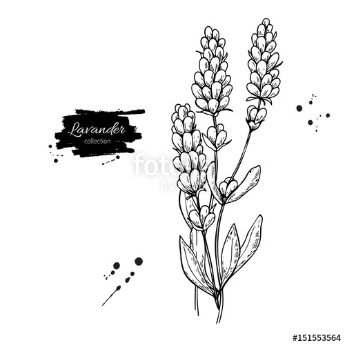 500x500 Lavender Vector Drawing Set Isolated Wild Flower And Leaves - Lavender Flower Drawing