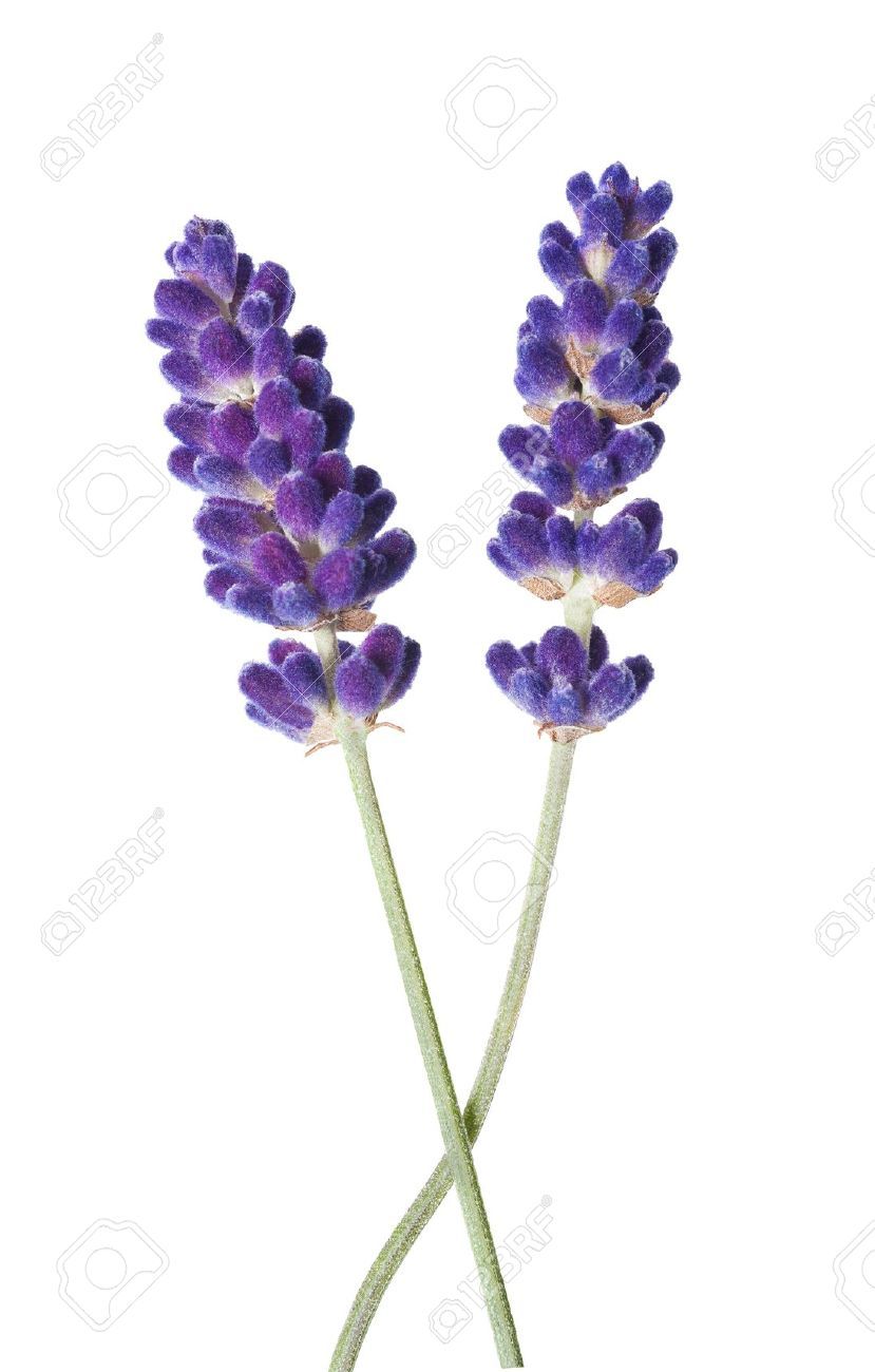 829x1300 G O U A C H E Plants Source Materials - Lavender Flower Drawing