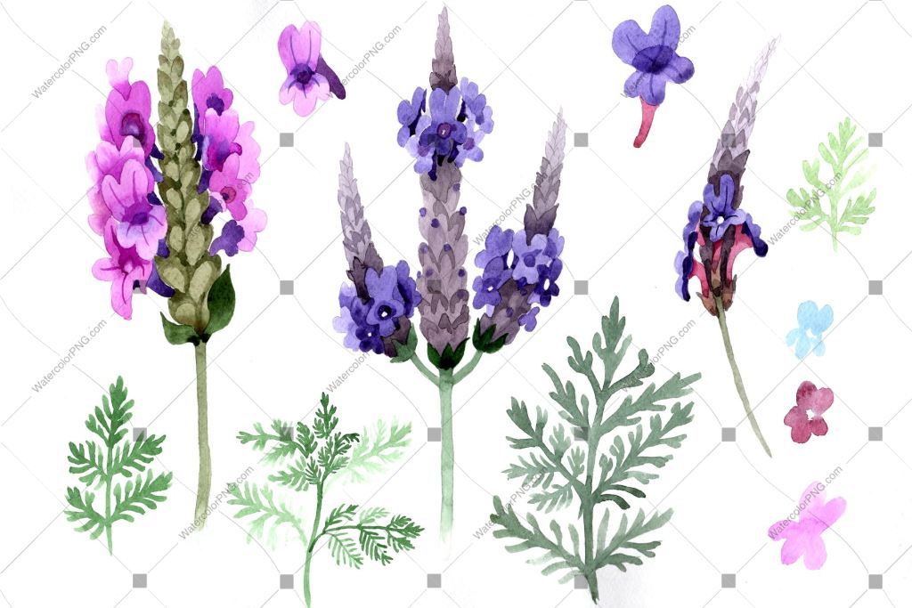 1024x683 Purple And Pink Lavender Flowers Png Watercolor Watercolorpng - Lavender Flower Drawing