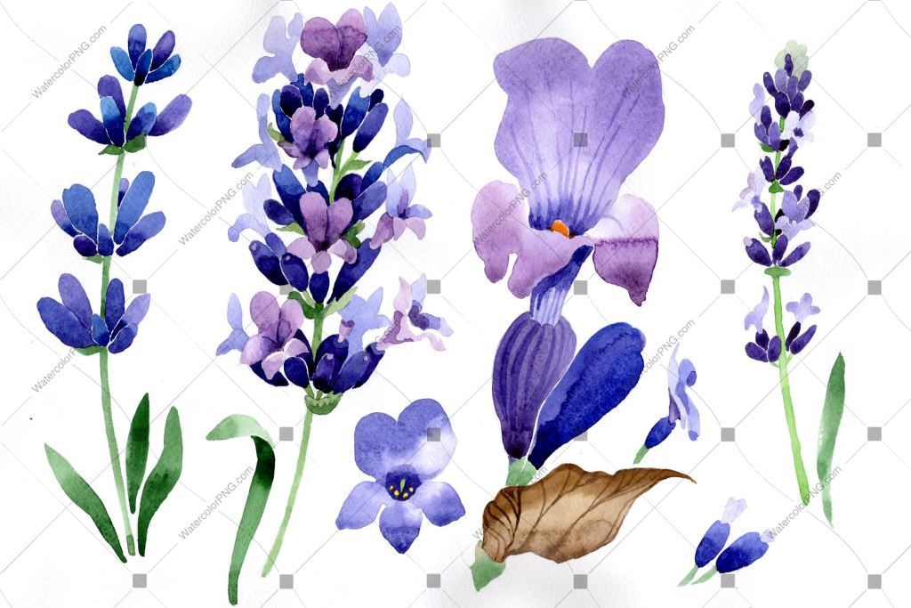 1024x683 Purple Lavender Flowers Watercolor Png Macro Watercolorpng - Lavender Flower Drawing
