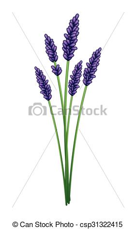 281x470 Bunch Of Purple Lavender Flowers On White Background Beautiful - Lavender Flower Drawing