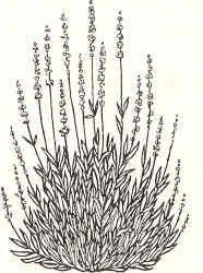 186x250 Lavender Line Drawing - Lavender Line Drawing