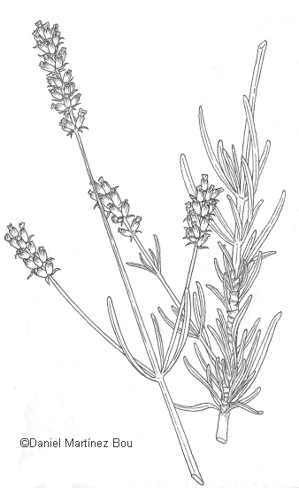 338x550 Lavender Line Drawing Tattoo - Lavender Line Drawing