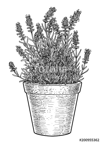 354x500 Lavender In Pot Illustration, Drawing, Engraving, Ink, Line Art - Lavender Line Drawing