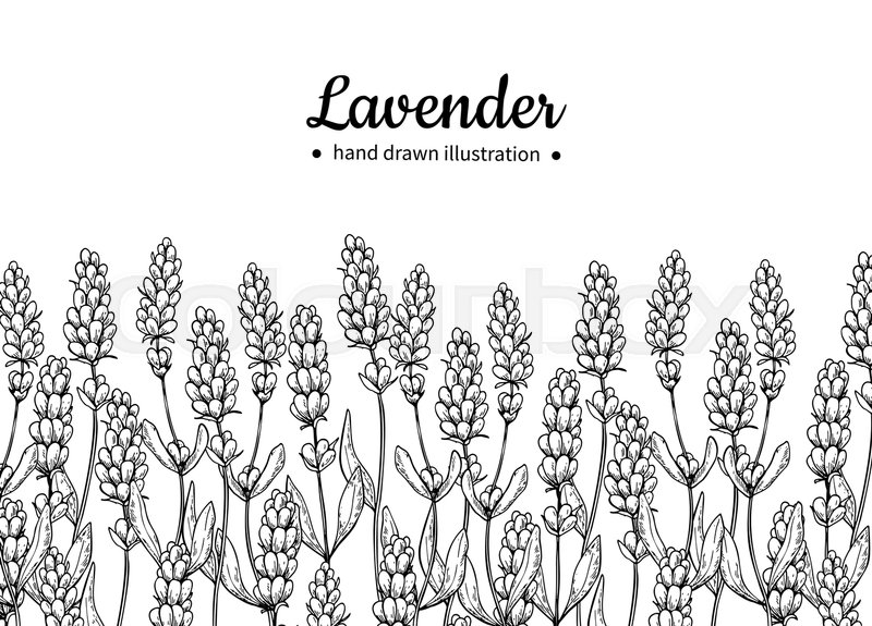 800x575 Lavender Vector Drawing Border Stock Vector Colourbox - Lavender Line Drawing