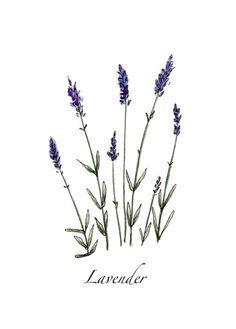 236x329 Lavender Line Drawing - Lavender Line Drawing