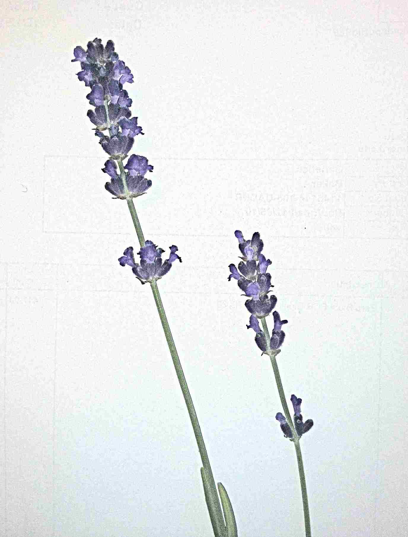 1376x1811 Lavender Line Drawing Tattoo - Lavender Line Drawing