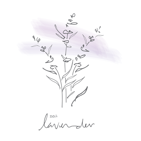 480x480 lavender x eucalyptus fenwick candles - Lavender Line Drawing