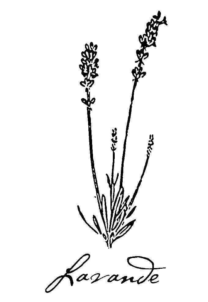 680x988 Fern Drawing Lavender For Free Download - Lavender Line Drawing