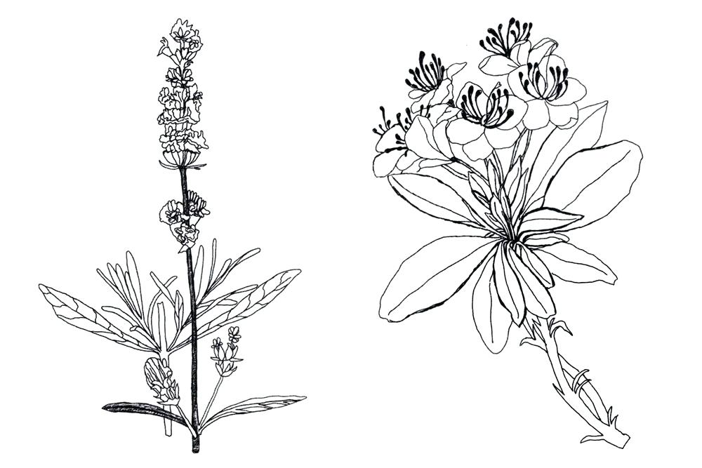 1000x667 Coloring Pages For Kids Unicorn Halloween Pdf The Project - Lavender Line Drawing