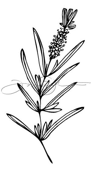 300x562 Fred B Mullett Group Lavender Lines - Lavender Line Drawing