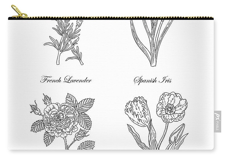 800x570 French Lavender Spanish Iris Pink Rose Parrot Tulip Drawing Carry - Lavender Line Drawing