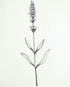236x295 Drawn Lavender Easy - Lavender Plant Drawing