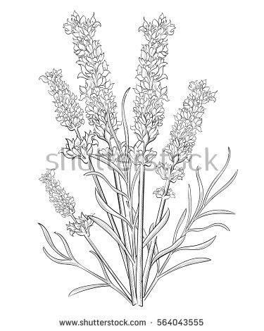 375x470 Drawn Lavender Grass Flower - Lavender Plant Drawing
