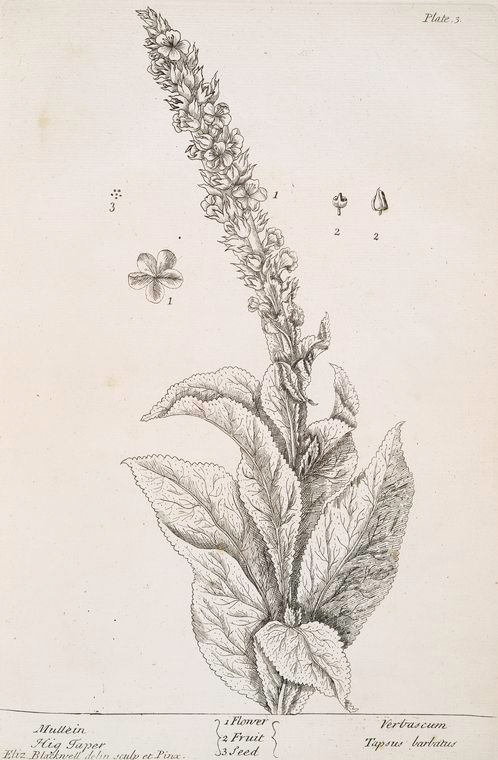 498x760 great mullein becomes a highbrow perennial for gardens - Lavender Plant Drawing