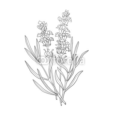 400x400 Hand Drawn Botanical Illustration Of Lavender Vintage Collection - Lavender Plant Drawing