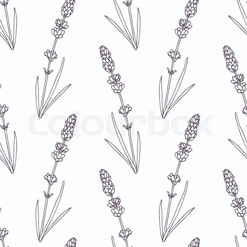 800x800 Hand Drawn Lavender Branch And Flowers Stock Vector Colourbox - Lavender Plant Drawing