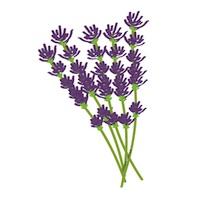 200x200 set of essential oils - Lavender Plant Drawing
