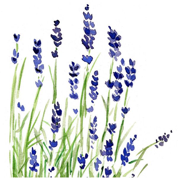 Lavender Plant Drawing at PaintingValley.com | Explore collection of ...