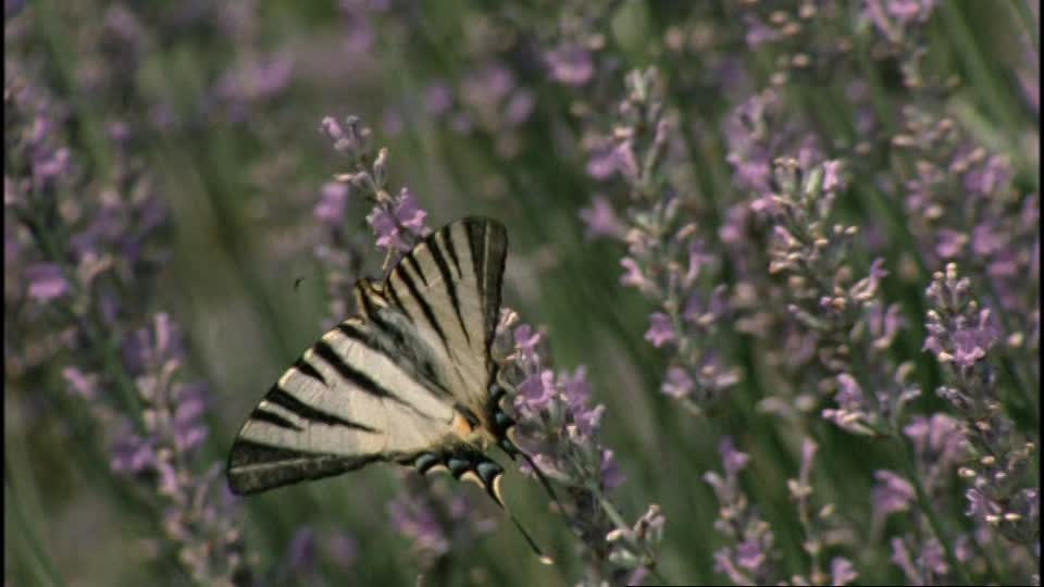 960x540 Scarce Swallowtail Greece Hd Stock Video - Lavender Plant Drawing