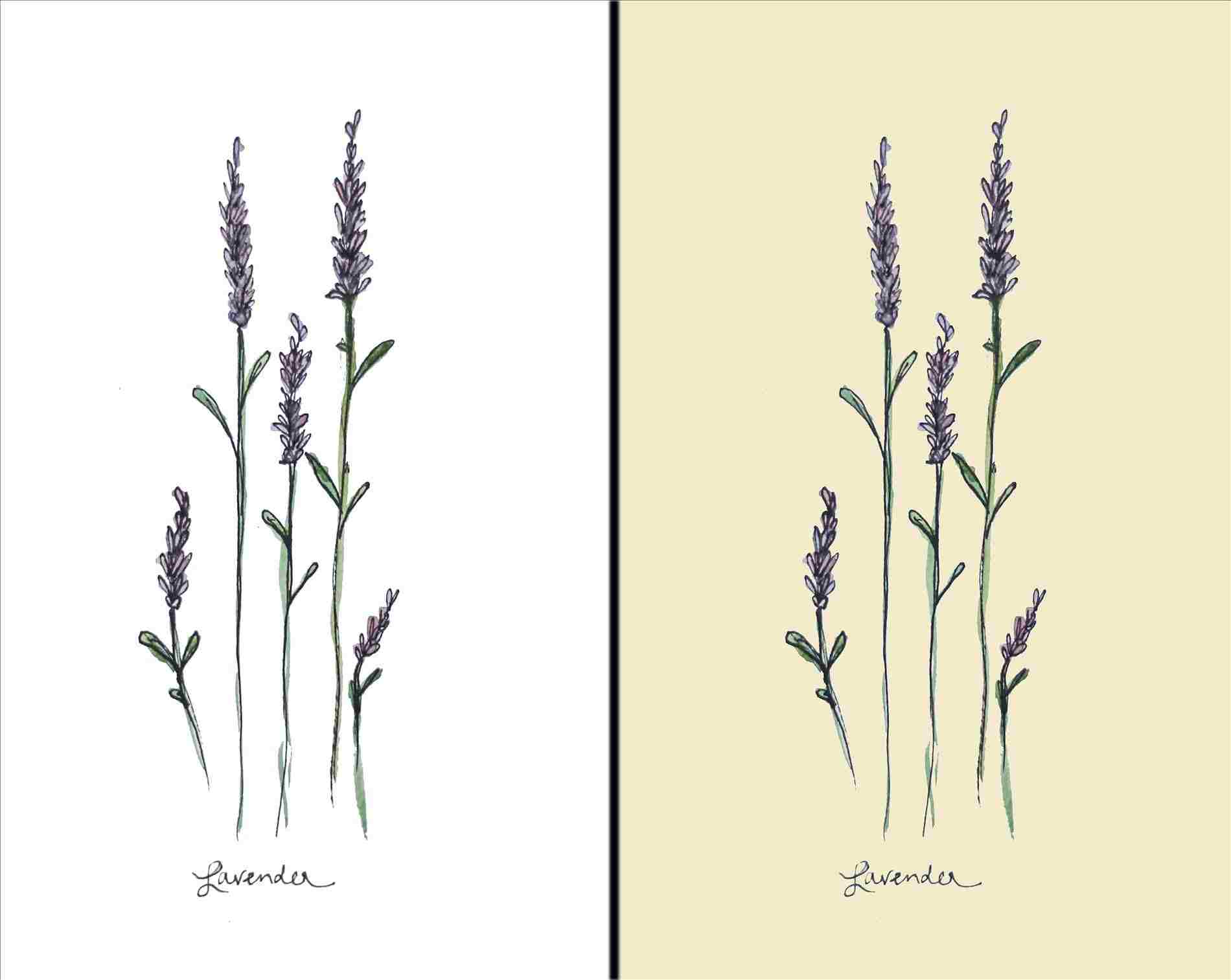 1900x1513 Drawing Tattoo California S A Bouquet From Mendel - Lavender Plant Drawing