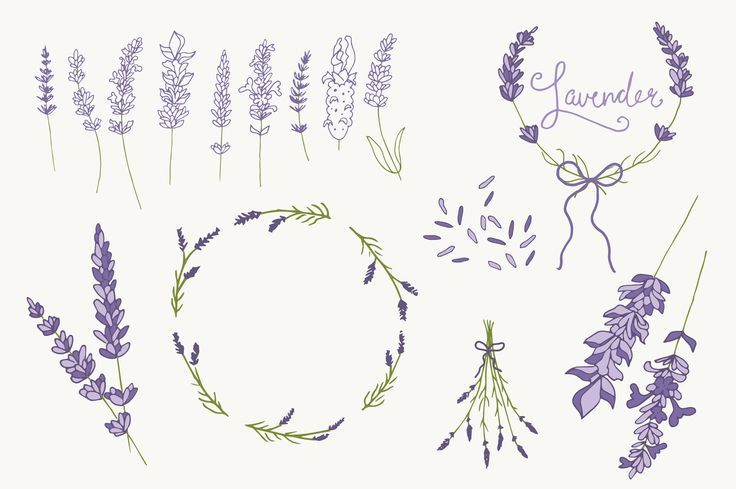 736x489 flowers in memory of drying lavender brushes to draw stems - Lavender Plant Drawing