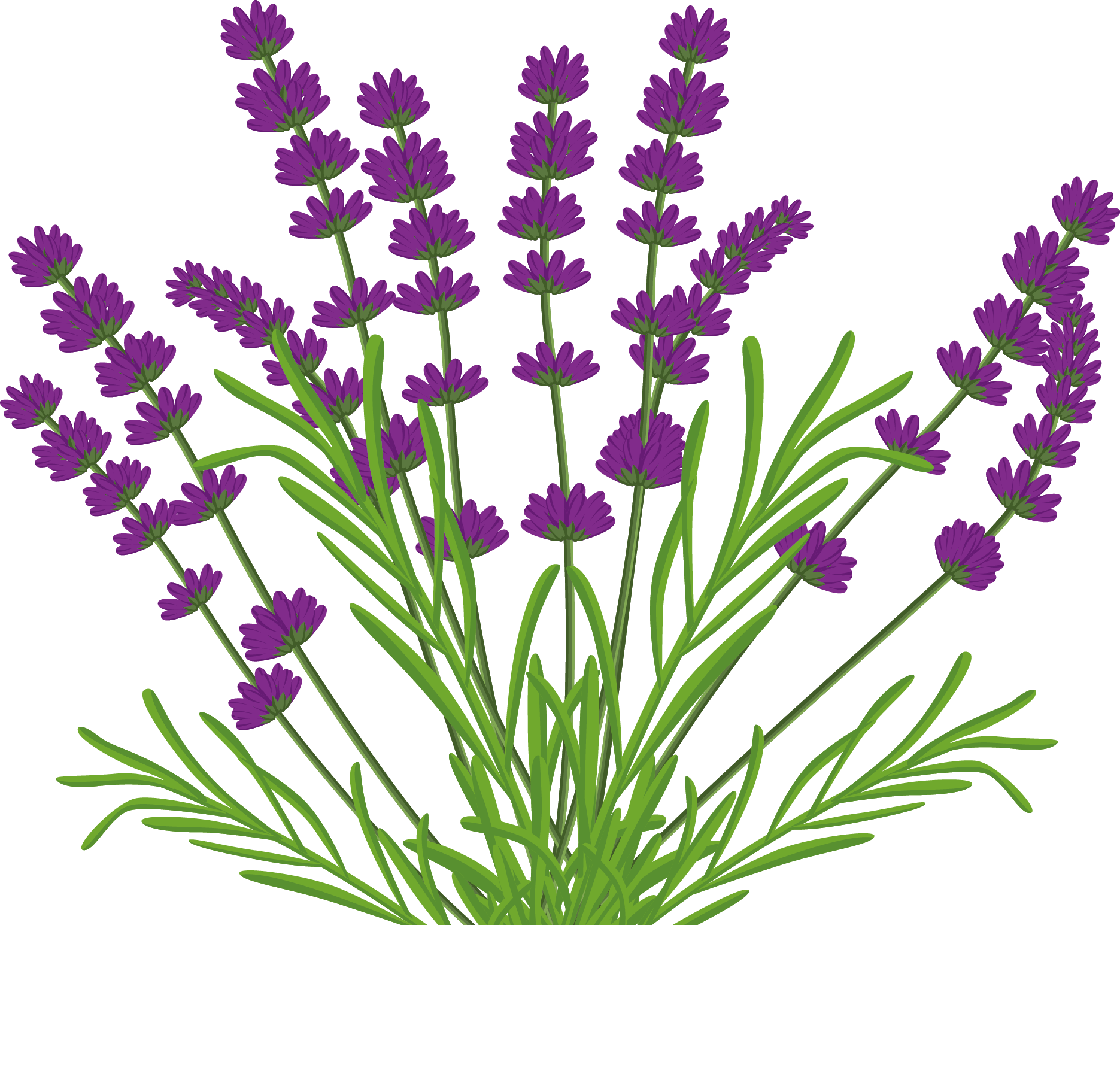 Lavender Plant Drawing at PaintingValley.com | Explore collection of ...