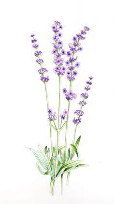 236x421 Lavender Plant Drawing - Lavender Plant Drawing