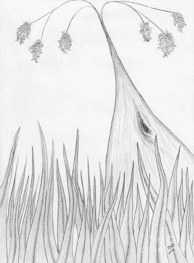 665x900 There's A Karri In My Front Lawn Drawing - Lawn Drawing