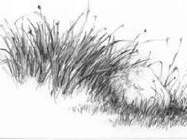 640x480 Free Drawn Lawn, Download Free Clip Art - Lawn Drawing