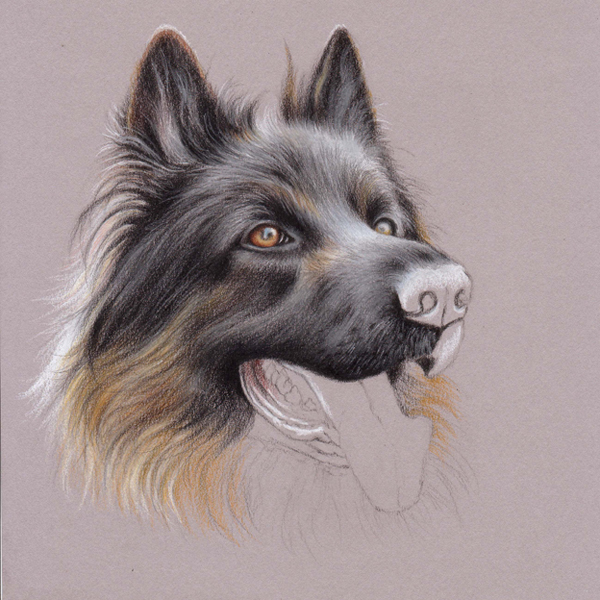 600x600 Uart Tip Drawing Fur With Colored Pencils Step - Layer Drawing