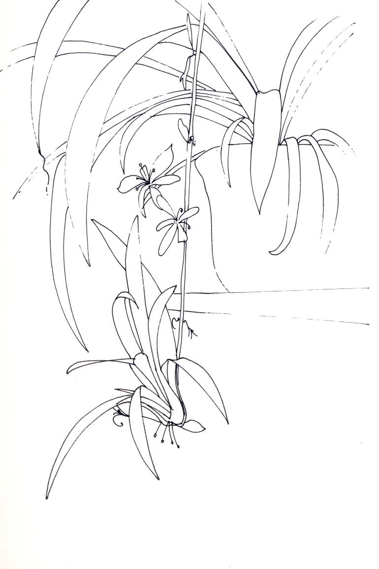 770x1156 Spider Plant Drawing - Lazarus Drawing
