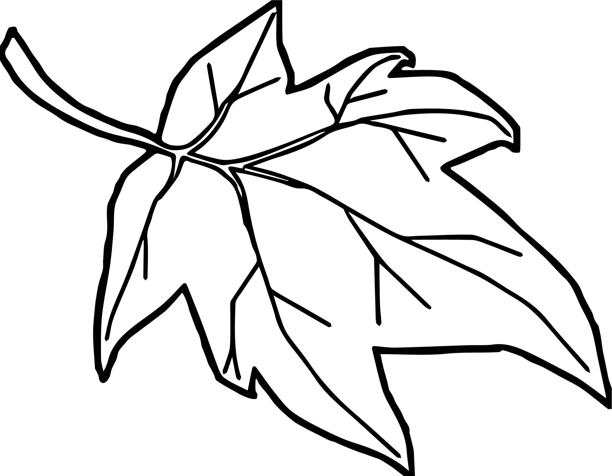 Leaf Cartoon Drawing at PaintingValley.com | Explore collection of Leaf