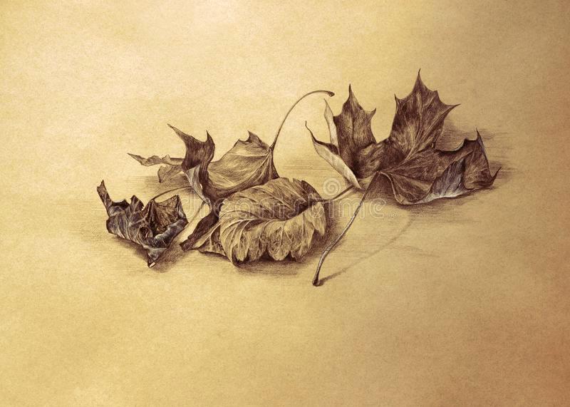 800x571 fall leaves drawing download dry autumn leaves pencil drawing - Leaf Cartoon Drawing