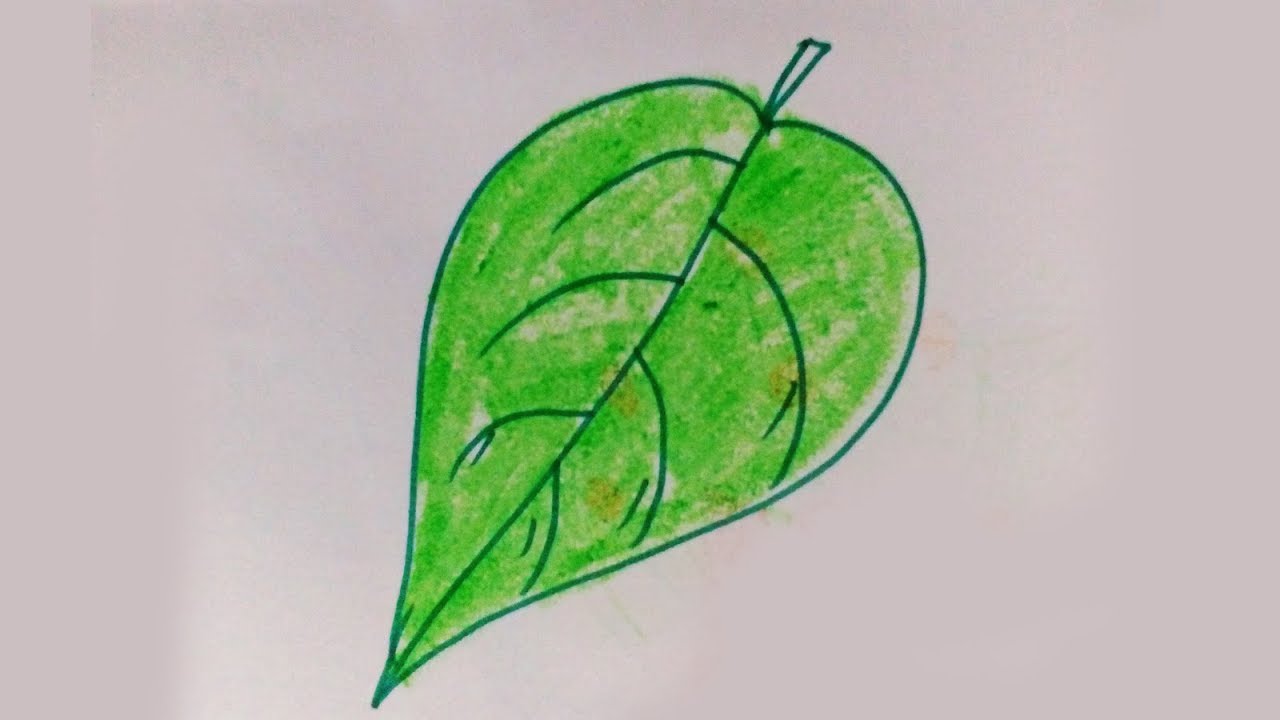 1280x720 How To Draw A Green Leaf Easy Drawing For Kids Kids Drawing - Leaf Drawing