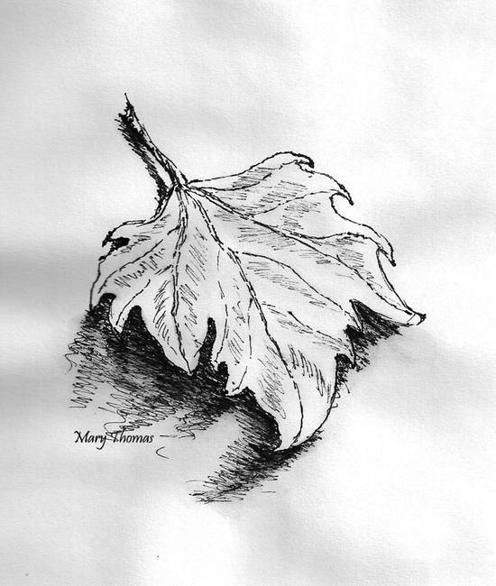 550x650 Leaf - Leaf Drawing