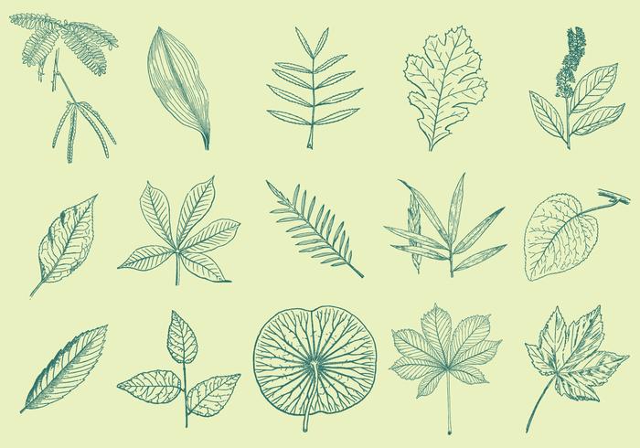 700x490 Leaves Drawings - Leaf Drawing